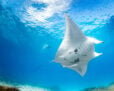 Manta Ray under water