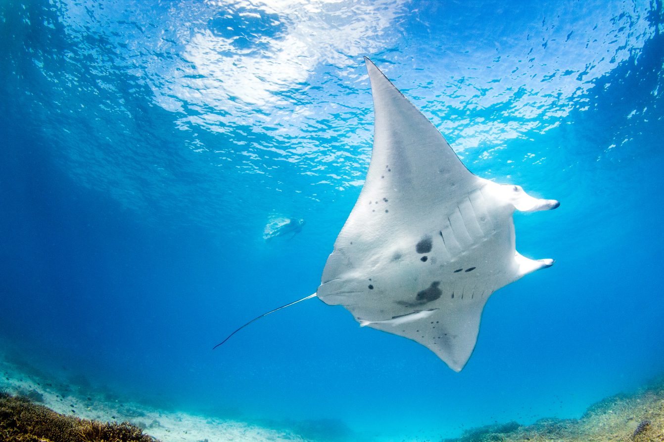 Manta Ray under water