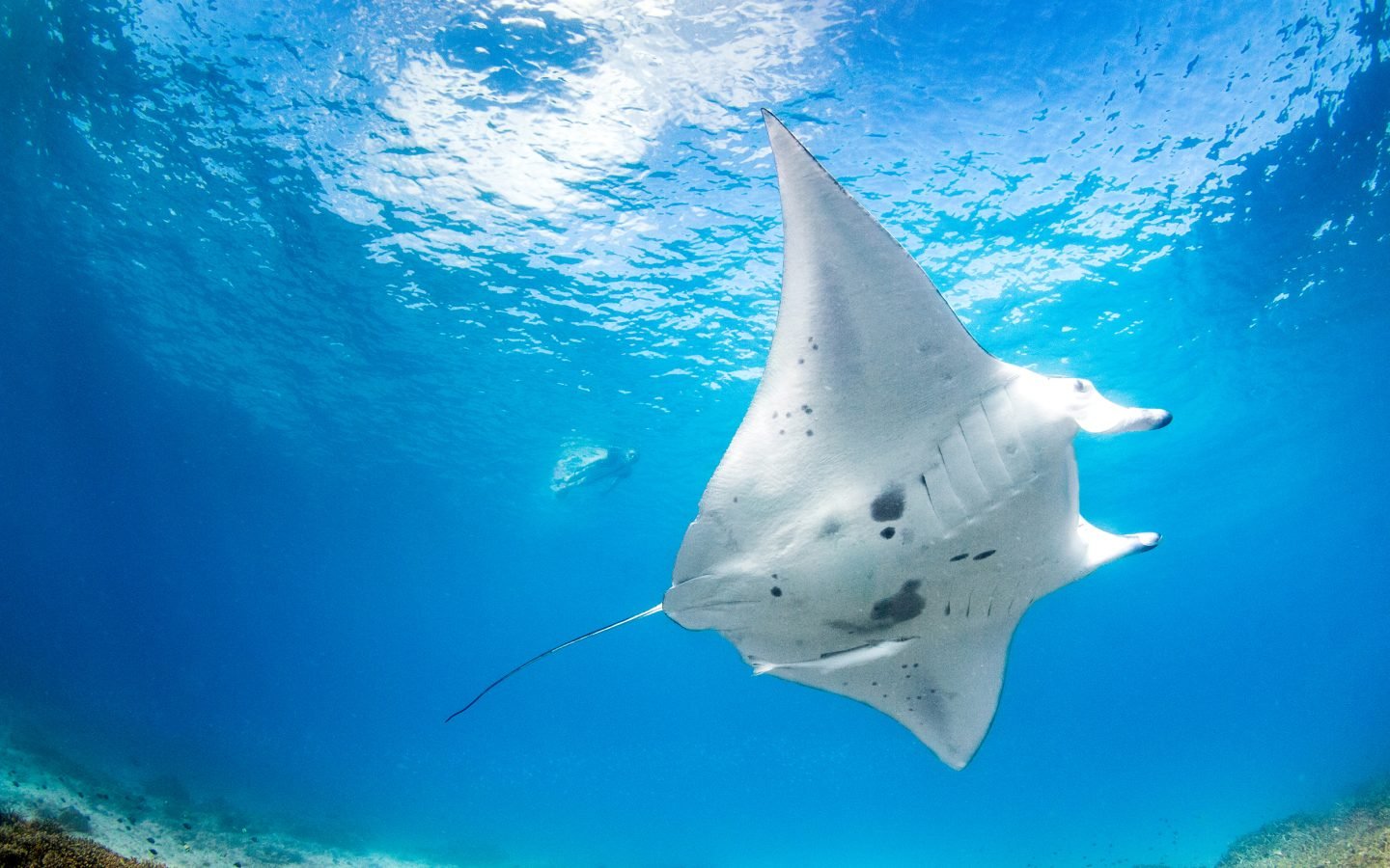 Manta Ray under water