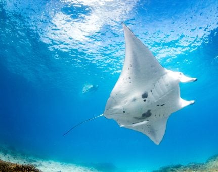 Manta Ray under water