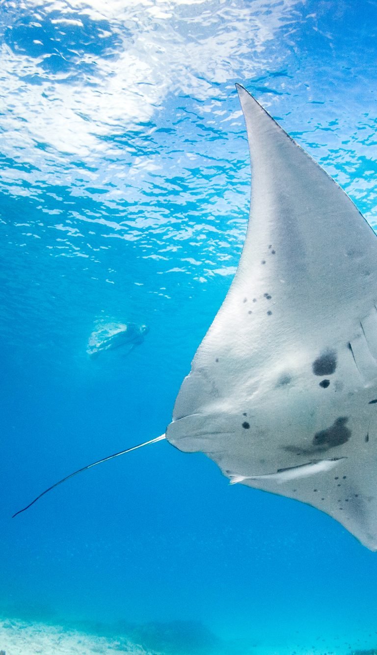 Manta Ray under water