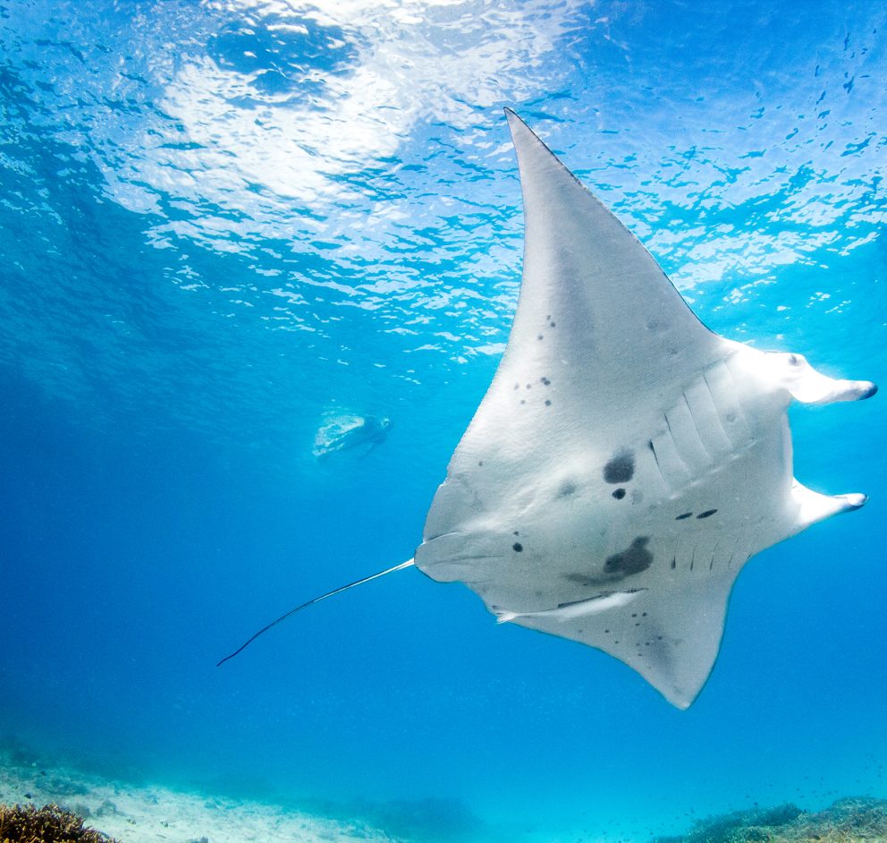 Manta Ray under water