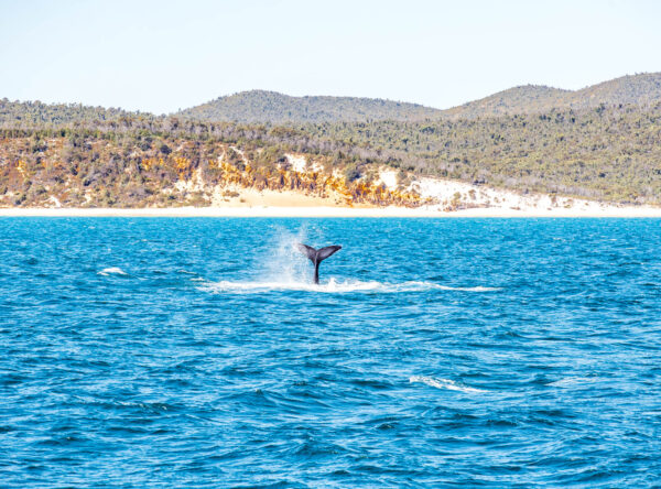 Ocean with whale tail making a splash