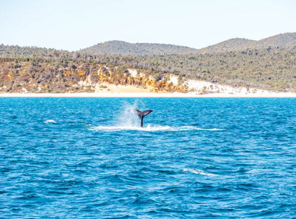 Ocean with whale tail making a splash