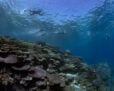 Divers underwater at Lady Musgrave Island