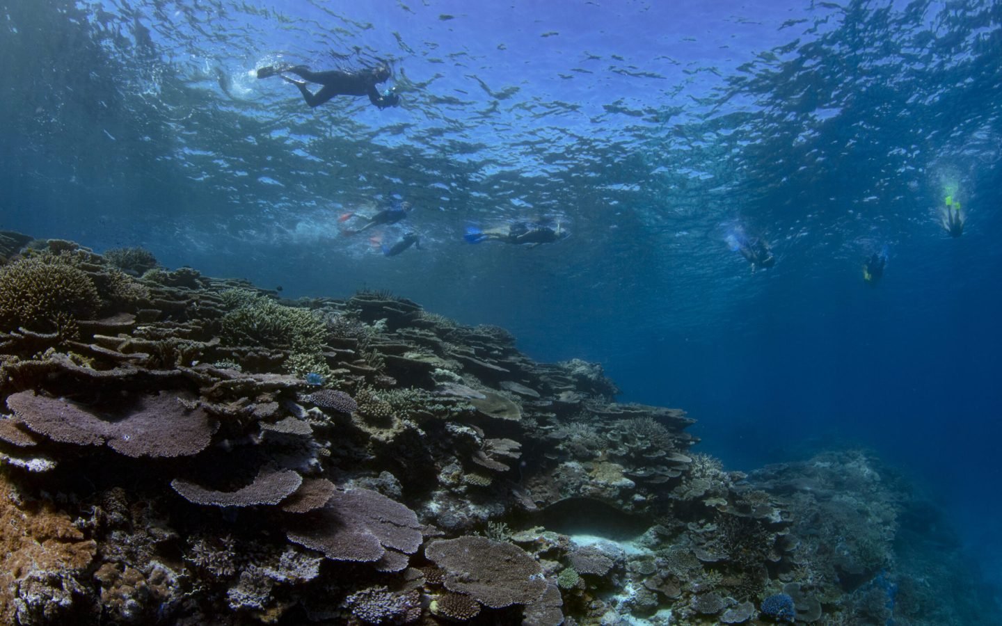 Divers underwater at Lady Musgrave Island