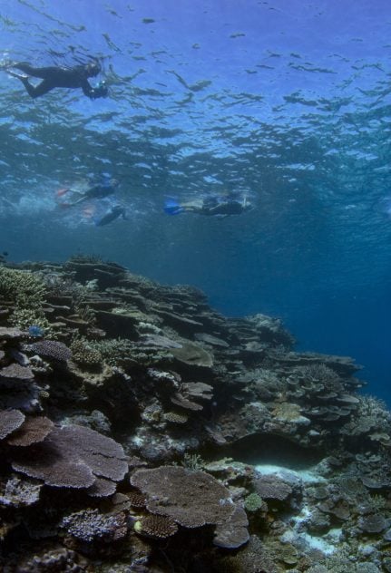 Divers underwater at Lady Musgrave Island