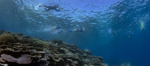 Divers underwater at Lady Musgrave Island