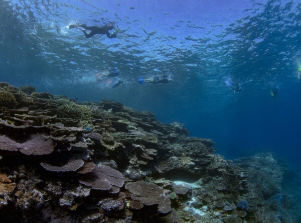 Divers underwater at Lady Musgrave Island