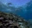 Divers underwater at Lady Musgrave Island