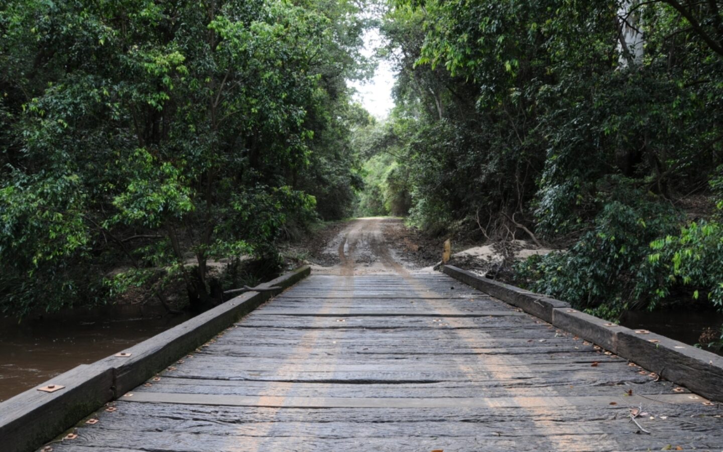 bridge in forest