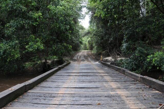 bridge in forest