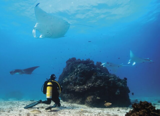 Discovering Aquatic Wonders A Marine Adventure On The Fraser Coast 