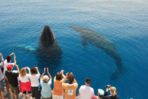 two whales beside boat on fraser coast whale watching tour