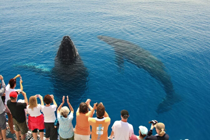 two whales beside boat on fraser coast whale watching tour
