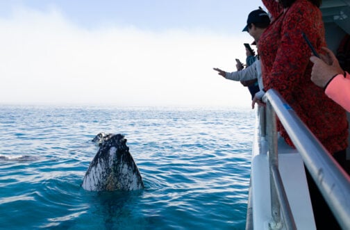 Visitors wave to whale on whale watching cruise