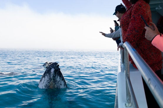 Visitors wave to whale on whale watching cruise