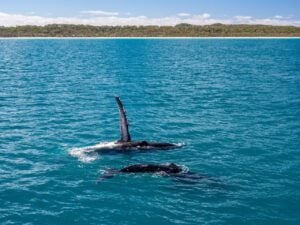 Whales tail slapping off k'gari/fraser island